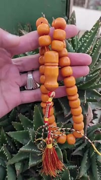 مسكي أفغاني • حبة فحلة