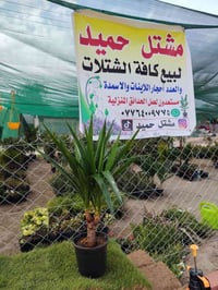 يوكا داخلي • توصيل • عرب شوكه