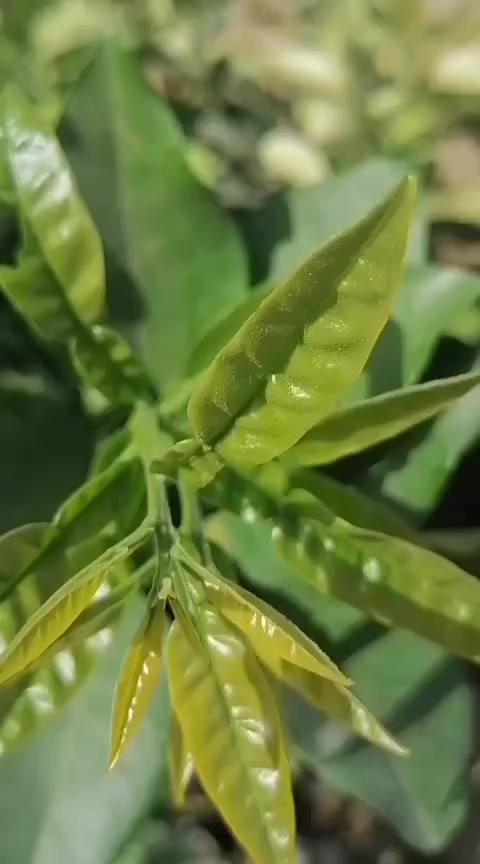 مشتل للازهار والأشجار 
مدخل الحريه من جهة العباسيه
محاور الغسل .


**إذا كنت صاحب هذا الإعلان وتريد حذفه لأي سبب، رجاءا أرسل رسالة إلى الدعم الفني**