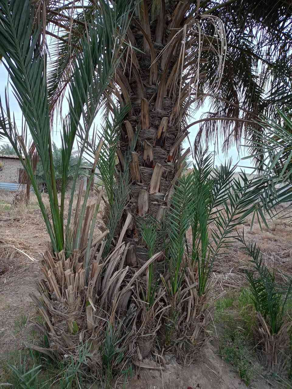 سلام عليكم فسائل نخل للبيع السعر الفسيل 25الف عندي مكتوم نيرسي شويثي خستاوي مكاني كرنه ***********
