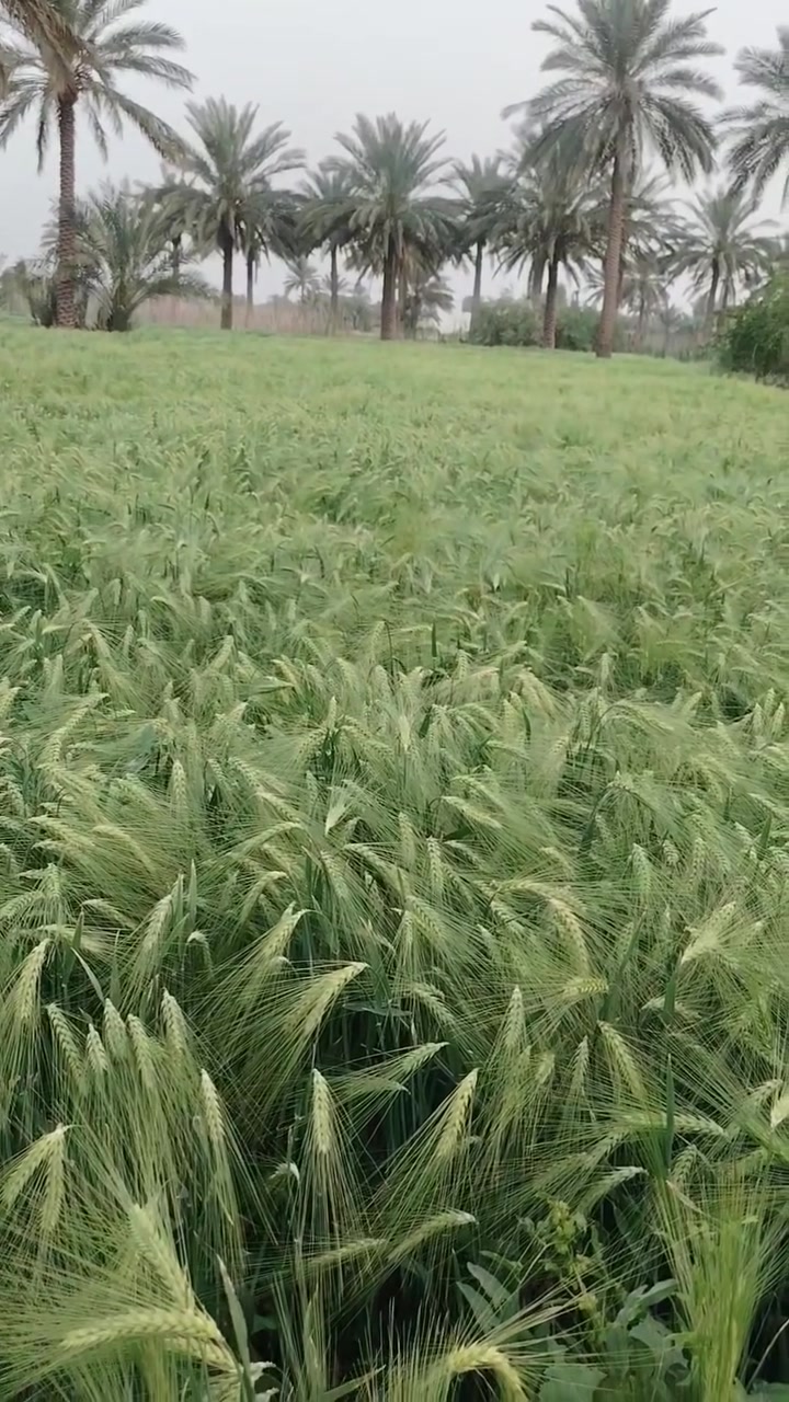 شعير نوع ايطالي مغلف للبيع الله وكيلكم بموسم اخدته ٣٤٠ ألف لوزنه.. هسه ابيعه ب٩٠ لاصحاب مزارع يوجود لديه فقط طن واحد
عنوان بابل الحمزه الغربي


**إذا كنت صاحب هذا الإعلان وتريد حذفه لأي سبب، رجاءا أرسل رسالة إلى الدعم الفني**