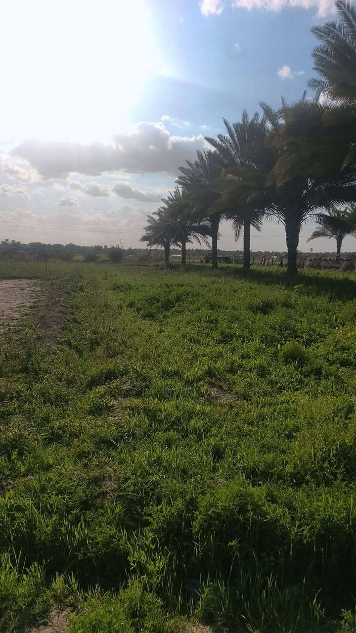 🔔 للبيع | عقار – أرض زراعية مع بيوت سكنية
📍 الموقع: حلة – مجرية، قريب جدًا من مدرسة جماهير
🟢 تفاصيل العقار:
أرض زراعية مساحتها 2 دونم
بيتين سكنيين (بيت ثاني بناء جديد)
كل بيت يحتوي على:
غرفتين 🛏
مطبخ 🍽
صاله
مجمع صحيات مستقل 🚿
🟢 توزيع المساحة:
مقابل البيت: نصف دونم
خلف البيوت: 1.5 دونم
مضيف خارجي بطول 12 متر
🌴 مميزات إضافية:
حديقه داخليه 
أكثر من 20 نخلة حمالة
خدمات كاملة: ماء وكهرباء ⚡💧
التبليط قيد العمل وقريب الإنجاز
مجاور نهر حمزاويه 
موقع هادئ ومناسب للسكن 
قريب من الخدمات والمدارس
ارض طابو زراعي سند 25
📞 للاستفسار والمعاينة التواصل _ ‏‪***********‬‏
