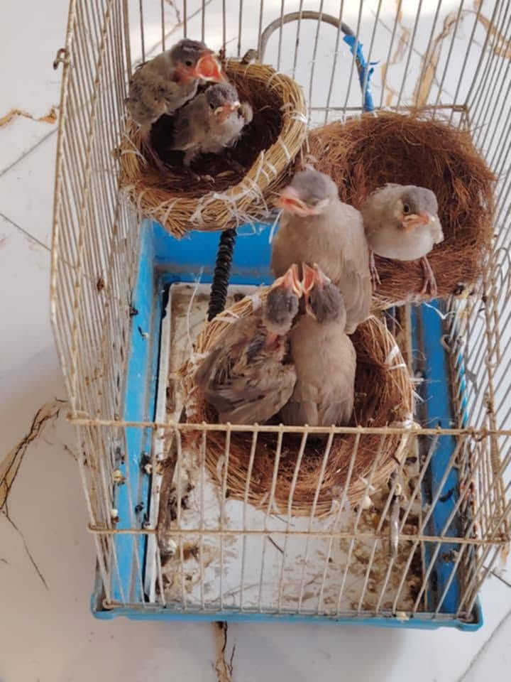 بلابل للبيع لاتصال ***********
