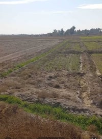 عندي دونم اريد اراوس بتاهو العنده يتصل ٠٧٧٦٠٨٢٢٧٤٤ مكان الدونم بغداد س...