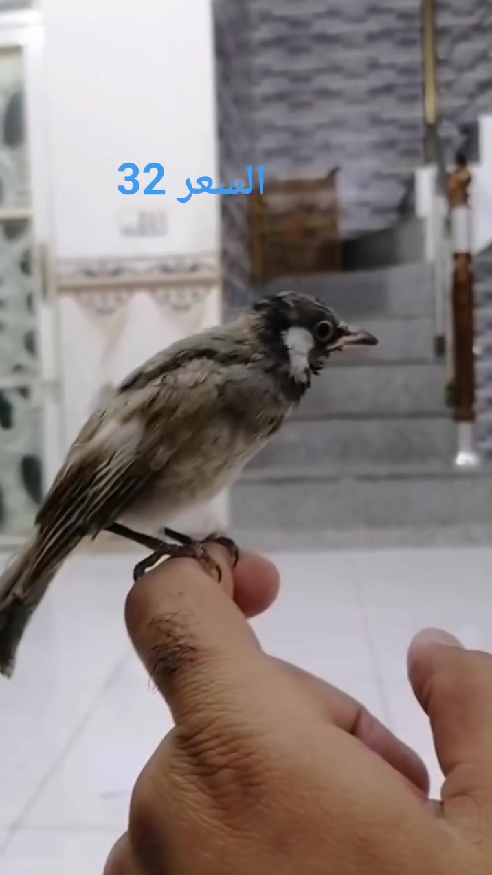 بلبل اليف طينه ياكل وحده ويسبح ويرجع للقفص ذيل كامل مكاني حي النداء شارع المكاتب


**إذا كنت صاحب هذا الإعلان وتريد حذفه لأي سبب، رجاءا أرسل رسالة إلى الدعم الفني**