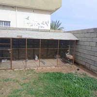 قفص البيع الطول اربعه متر عرض مترين رتفاع مترين مكان مكيشيفه مامتواجد ...