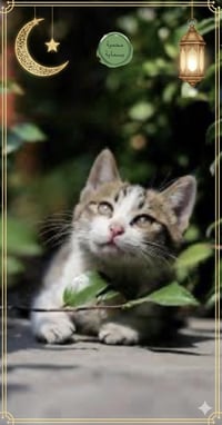 رمل قطط • ٥ لتر • تركي معطر