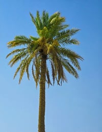 حلة طوريج كربلاء • ربع دونم 625م • طابو زراعي سند25