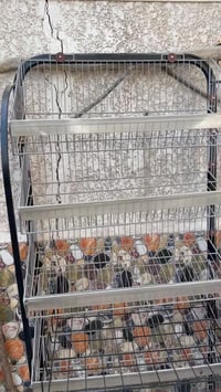 للبيع مكاني بغداد المشتل متواجد على ماسنجر و هذا رقمي 07731230557