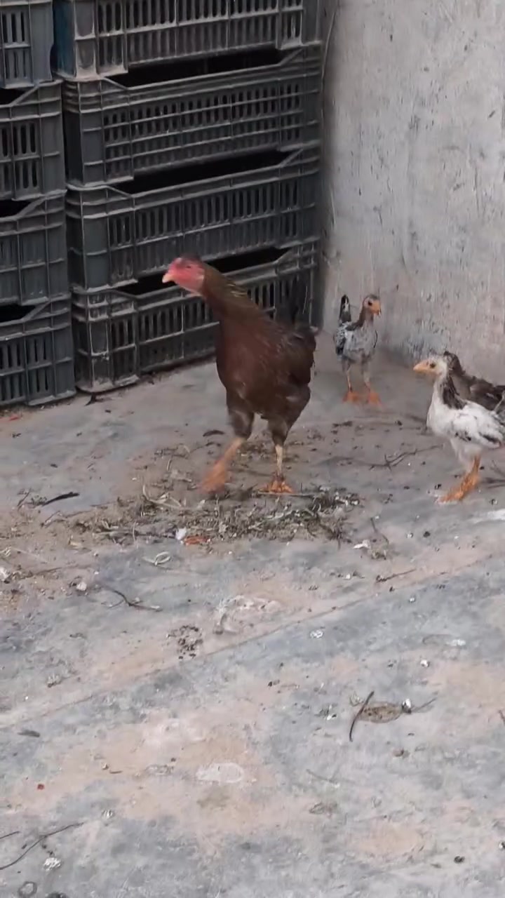 @دجاج عرب للبيع كله بياض وشرط البيض يوميه وديوجه عدد3  عرب شمسي وديج عرب ابيض صافي  وفرخاتهن شراي يراسلني ويدلل


**إذا كنت صاحب هذا الإعلان وتريد حذفه لأي سبب، رجاءا أرسل رسالة إلى الدعم الفني**