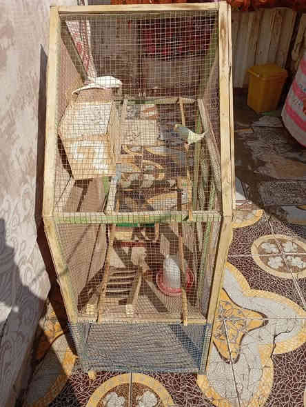 يا الله متاح
(قفص وطيور حب عيون حمر عدد 3 لازمات بيت يردين يبيضن ) مكاني كربلاء شهداء سيف سعد سعر ٤٠ قفل قفل
‏‪0772 679 0640‬‏
