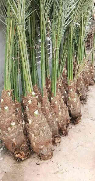 يوجد نخل فسيل وامايات للبيع يوجد توصيل جميع محفظات العراق للستفسار***********
