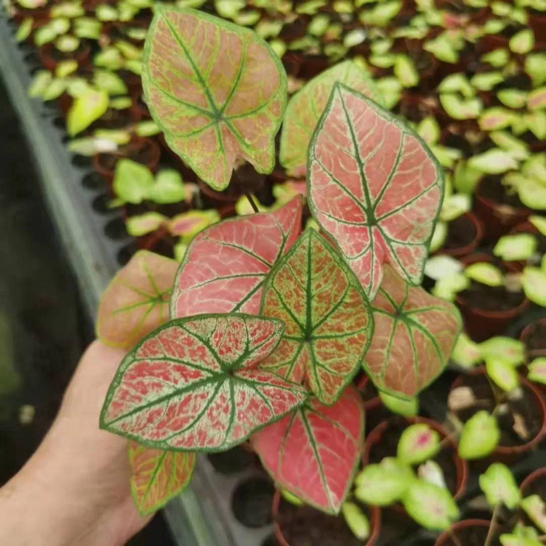 وصول وجبة جديدة من نباتات الضلية والخارجية 
وبسعار مناسبة مناسبة  
يوجد لدينا خدمة توصيل لكافة احياء مدينة الموصل 
الحجز ***********
حسبنا على الانستقرام 👇🏻 
https://www.instagram.com/babunj.stor?igsh=MWV6OW5oY3lzenI1aA==
