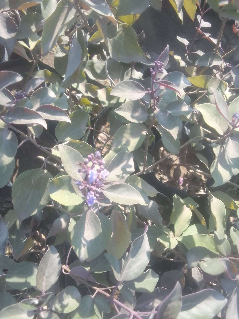 كف مريم كل 3شتلات ب5
للطلب***********واتساب
التوصيل داخل بغداد فقط
