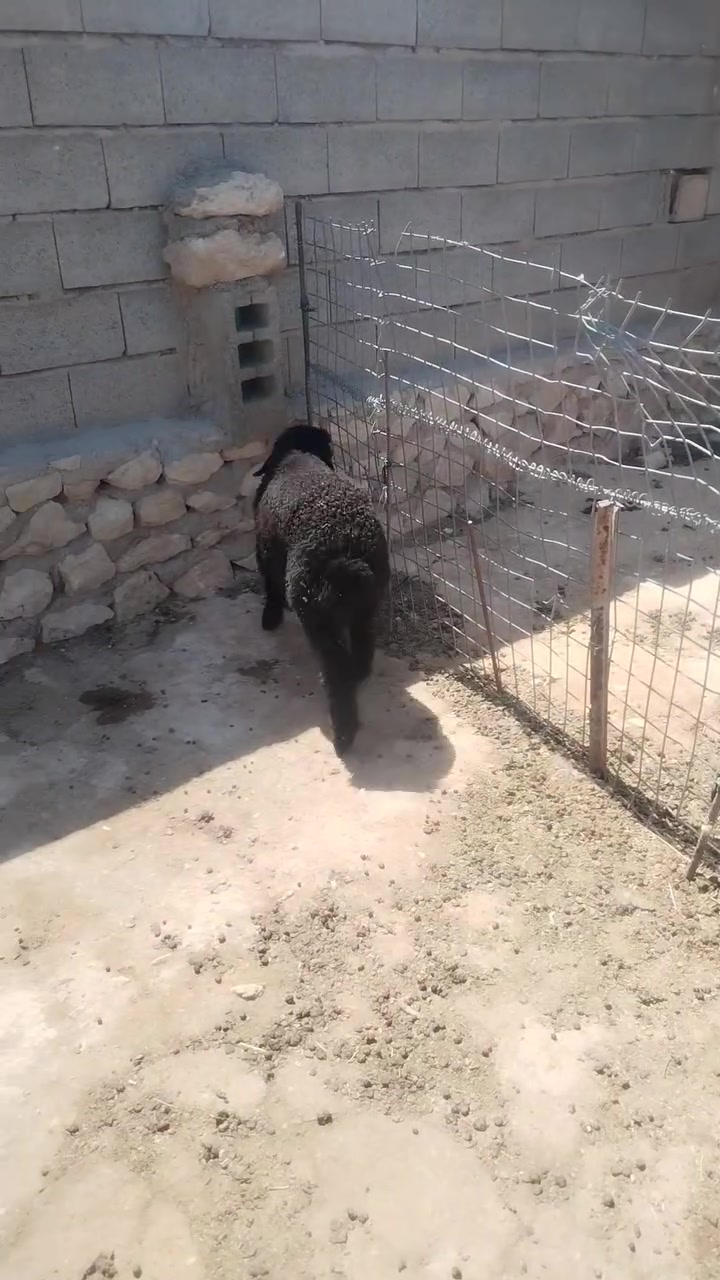 فطيمه نصاح مال جنيه سعرها ٢٥٠ غفل المكان حديثه رقم ***********
