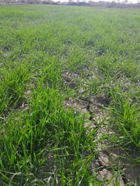 ٣ دونم ونص • صالح حقل • ناحية القادسيه