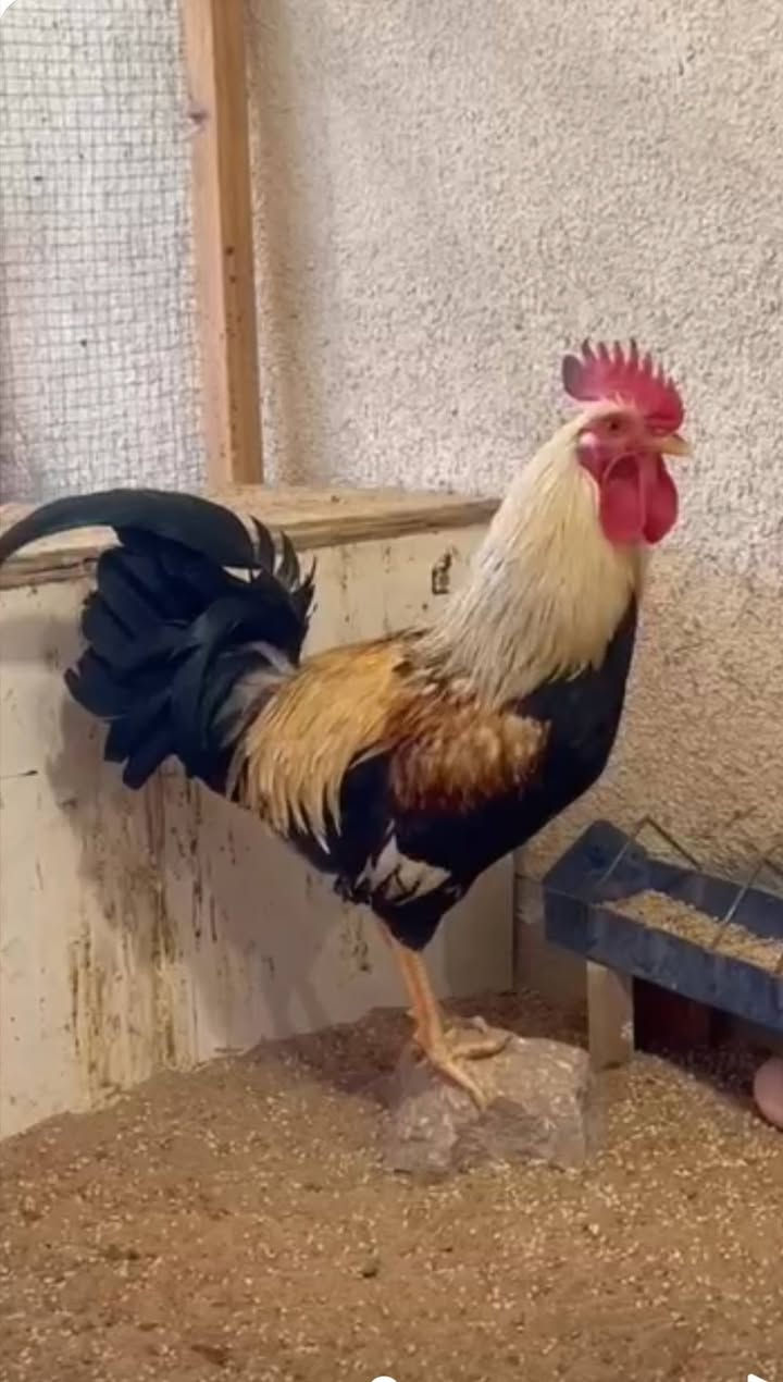 افراخ دنداروي خط اول من هذا الحلال 4 زواج يعني 8 افراخ  العمر 25 يوم ملقحات وماخذه مجموعة فيتمينات  السعر 90 الف المكان حديثه


**إذا كنت صاحب هذا الإعلان وتريد حذفه لأي سبب، رجاءا أرسل رسالة إلى الدعم الفني**