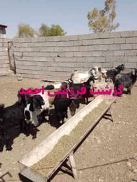 گیسکی • كردي • درجة أولى