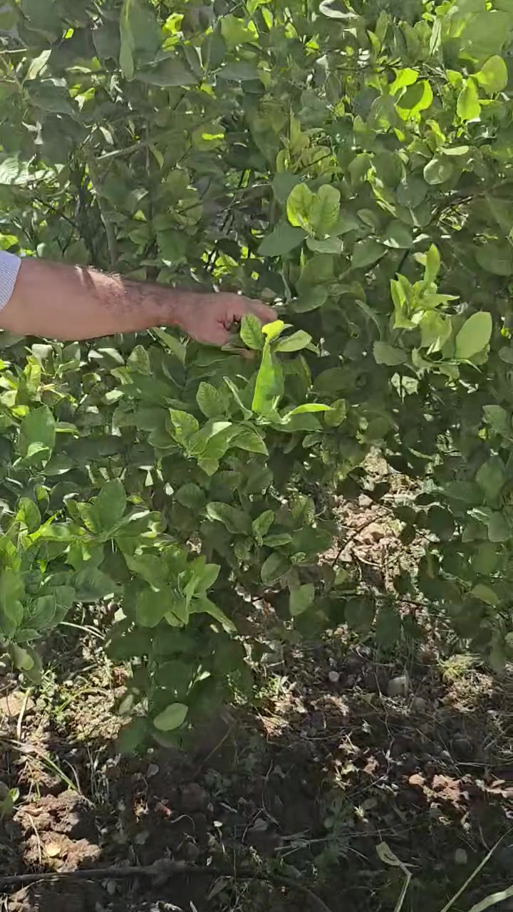 نقص العناصر وخاصة نقص الحديد  . 
ننصح بإستخدام الهيومك السلوفاكي 🇸🇮  لتحرير العناصر الموجودة بالتربة  وتحسين صحة النبات.  
#عرفات


**إذا كنت صاحب هذا الإعلان وتريد حذفه لأي سبب، رجاءا أرسل رسالة إلى الدعم الفني**