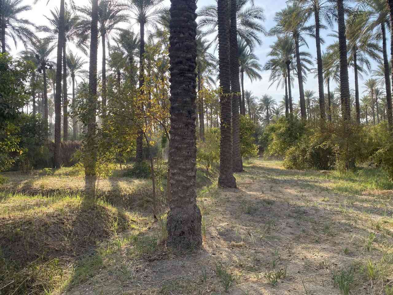 بستان مساحه دونمين واجه54ونص نزال90 سند مملوك للدوله
مكان ديالى ركه حاج سهيل سعر 150 وبيها مجال 
***********
