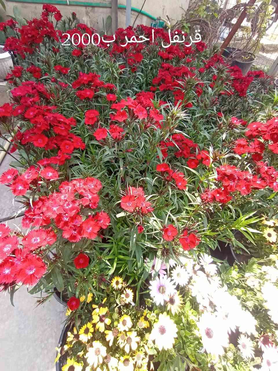 أجمل النباتات الخارجية تجدونها في مشتل زهور الطائي في الامين الثانية النواب الضباط تقاطع الزهور مجاور عادل الخطاط


**إذا كنت صاحب هذا الإعلان وتريد حذفه لأي سبب، رجاءا أرسل رسالة إلى الدعم الفني**