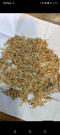 متوفر بذور  (الراي جراس) الافريقي مواصفات النبات  1-تنمو بسرعة كبيرة  ...