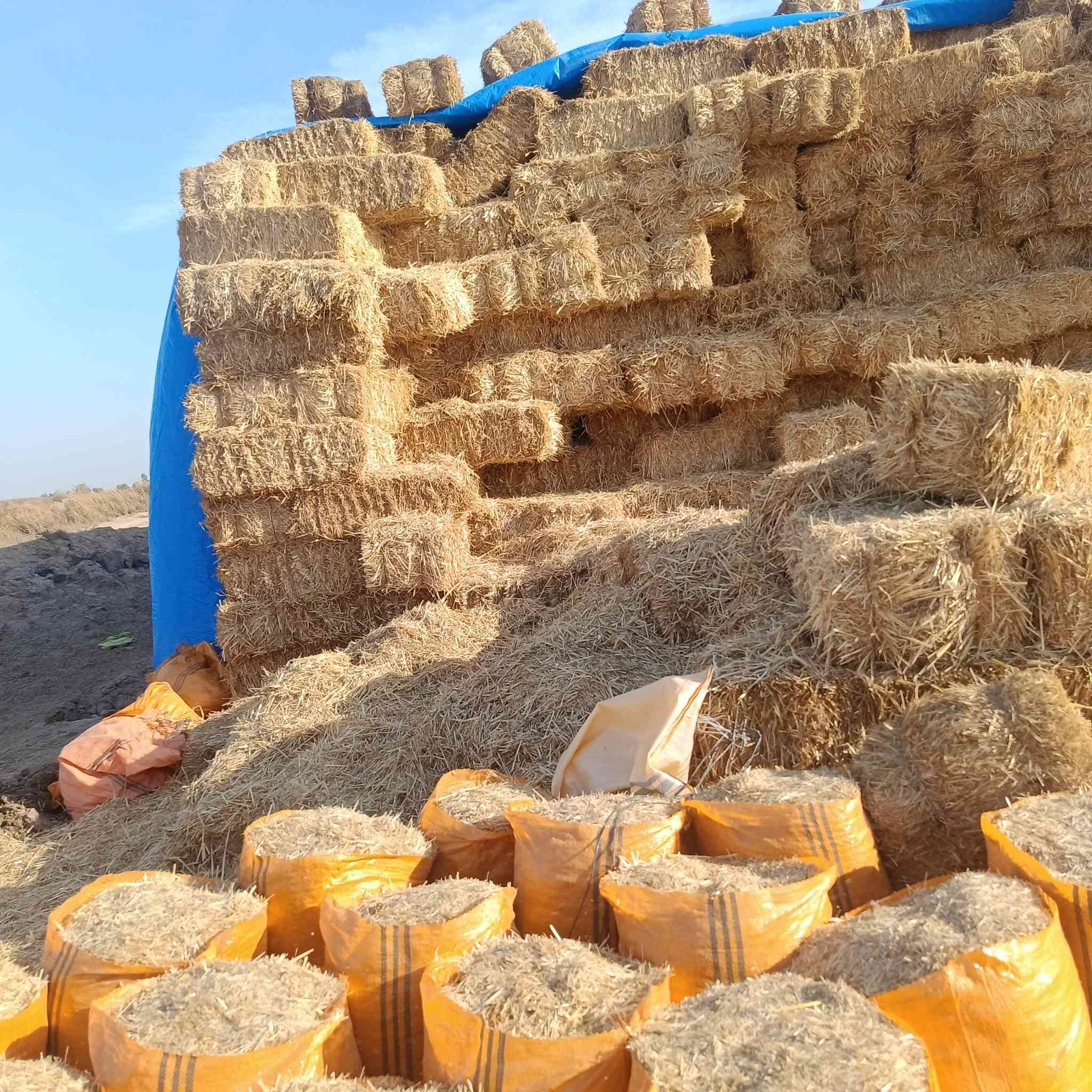 السلام عليكم تبن لبيع بنسب لسعار لرايد تبن يتصل *********** وتوصيل لباب بيتك وددلل  وذا كميه
