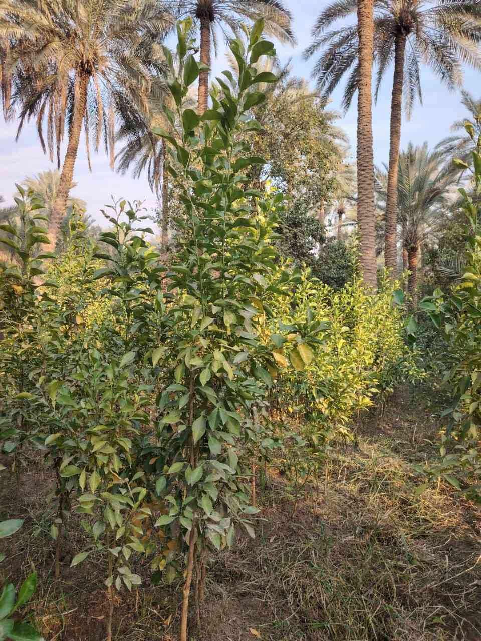 يتوفر دايه نارنج ارتفاع من متر ل مترين ونص
السعر شلع. 1500
المكان كربلاء الحسينيه ***********
تواصل واتساب
