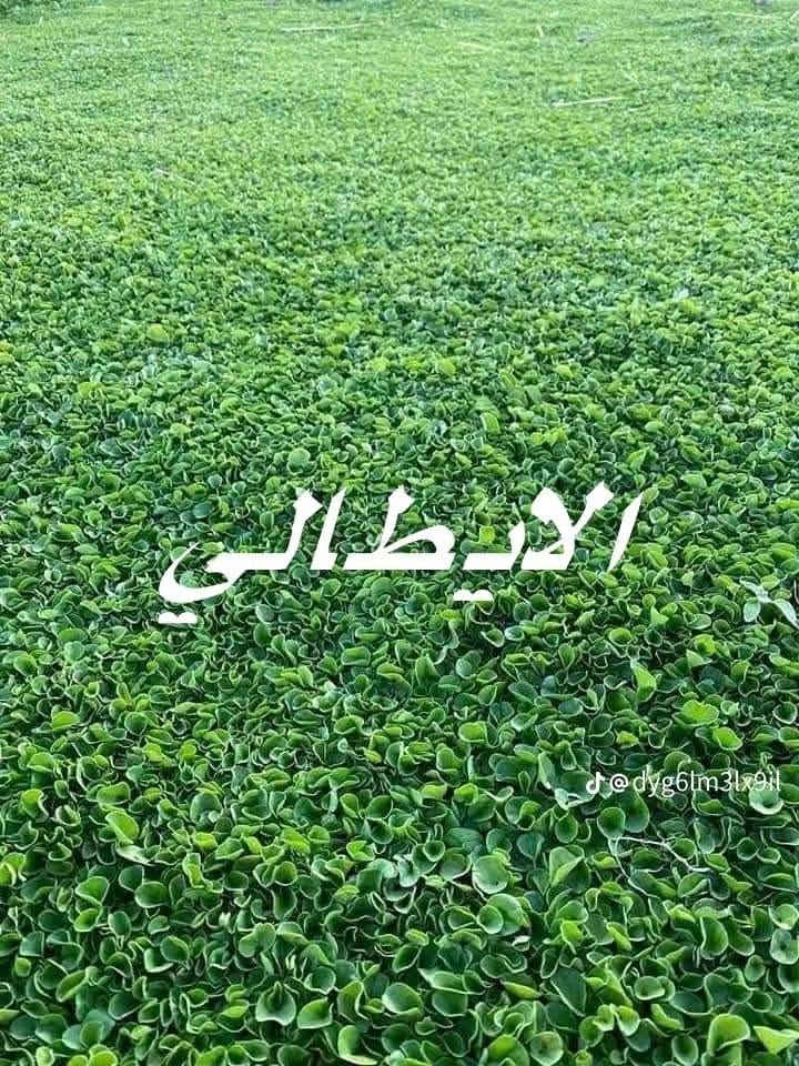 سیلی سروشتی دیالە (چیمەنی سروشتی) 🌿🏡
ئێمە هەموو جۆرەکانی چیمەنی سروشتیتان بۆ دابین دەکەین، لەگەڵ ستافێکی شارەزا و پسپۆڕ کە دێنە بەر دەرگای ماڵەکەت بۆ جێبەجێکردن و ڕێکخستنی باخچەکەت بە جوانترین شێوە 🚛🏡
​چیمەنی پلە یەک، هەمیشە سەوز و گونجاو بۆ کەشوهەوای عێراق و كوردستان  🌿☀️
​جۆرە بەردەستەکانمان: 🌱
✅ ئیسپانی
✅ هیندی
✅ ئیتالی
✅ فەڕەنسی

​🍀 سێبەری سروشتیی دیالە (ثیلی دیالە) 🍀
​باشترین و بەرزترین کوالێتی سێبەری (چیمەنی) سروشتی دابین دەکەین:
​گونجاوە بۆ:
🌴 نەمامگەکان
🏦 فەرمانگە حکومییەکان و کۆمپانیاکان
🏡 باخچەی ماڵان و ڤێلاکان
🌳 باخچە گشتییەکان و پارکەکان

​چیمەنی هیندی: کوالێتی بەرز و بەرگەی پلەی گەرمی زۆر بەرز دەگرێت 🇮🇳🔥
​چیمەنی ئیسپانی: لە هەر چوار وەرزی ساڵدا هەمیشە سەوزە 🇪🇸
​چیمەنی ئیتالی: بە دیمەنێکی شیک و چڕییەکی سەرنجڕاکێش 🇮🇹🌿
​چیمەنی ئینگلیزی: نەرم و خاوەن سەوزاییەکی تایبەت 🇬🇧💚
​چیمەنی فەرەنسی: بە کوالێتییەکی نایاب و بەرگەی توند و باش 🇫🇷🌱
​نرخی گونجاو بۆ هەمووان لەگەڵ خزمەتگوزاری گەیاندنی خێرا بۆ سەرجەم پارێزگاکانی عێراق 💰🚚
 بؤ پةيوةندي كردن:  ***********
