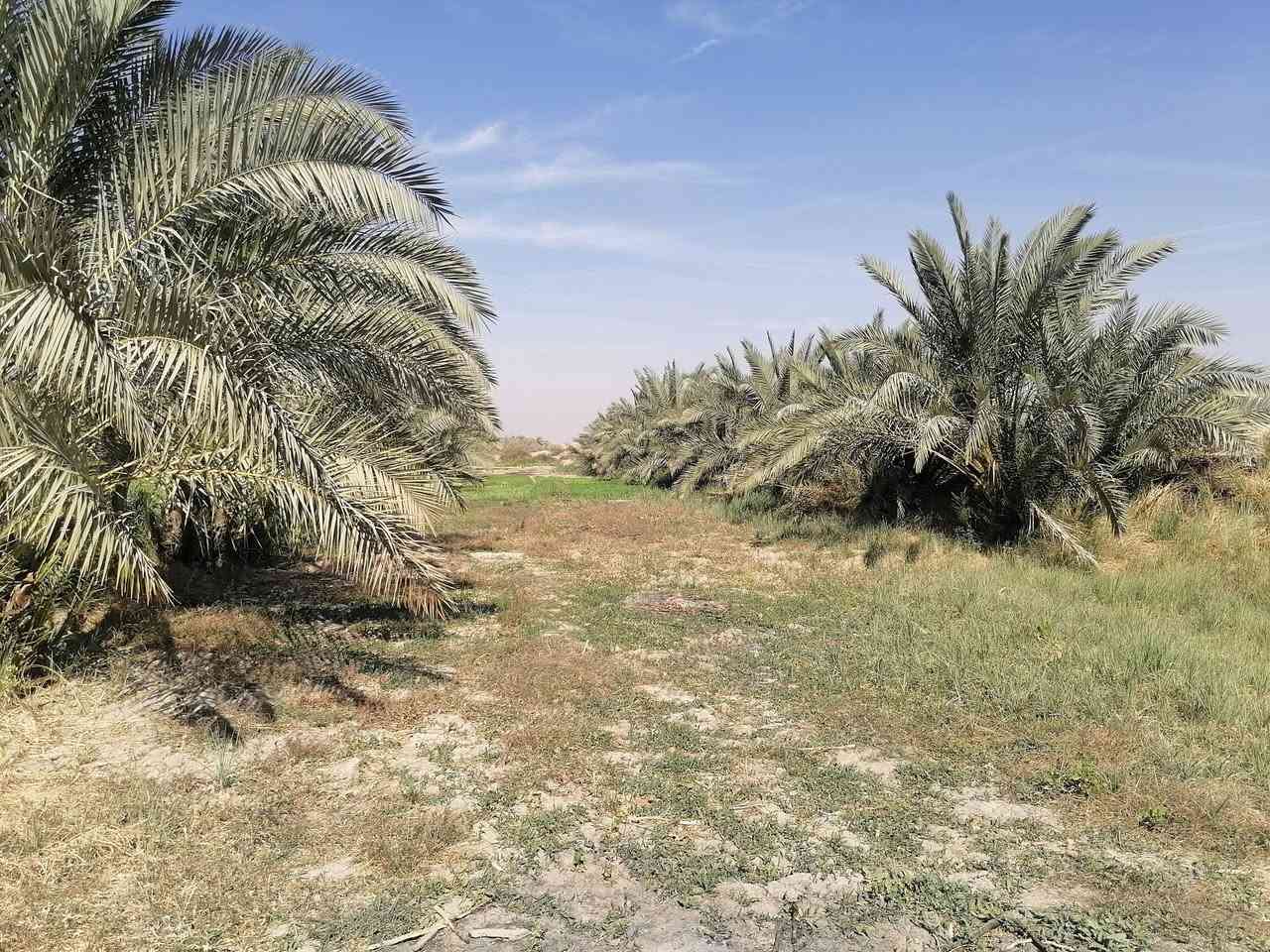بستان لبيع (شاطي)
مساحته ٣٠٠٠ الاف موقع ناحيه اور منطقه ال ديبس قرب الجسر باقي التفاصيل ع رقم ***********
