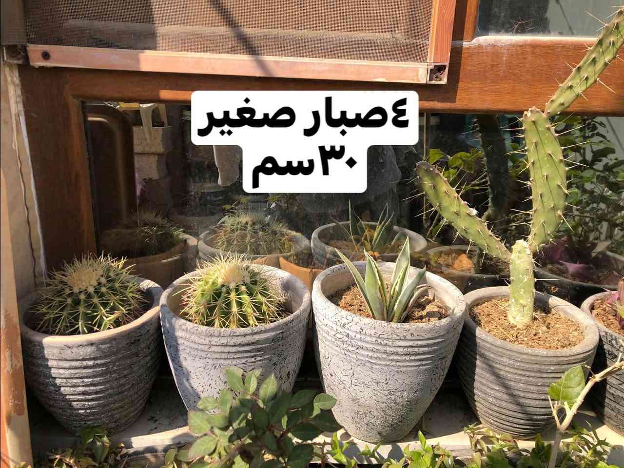 ٢٠ سنادين نباتات طبيعية
١٠٠ الف قفل
المكان اربيل روشنبيري أربيل, العراق


**إذا كنت صاحب هذا الإعلان وتريد حذفه لأي سبب، رجاءا أرسل رسالة إلى الدعم الفني**