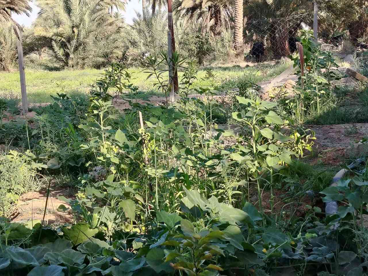 مزرعه للبيع المساحه ١٠٠٠م مع هيكل كربلاء الهنديه قرب الشارع الحولي مقابل حي العسكري الاستفسار *********** *********** بسمي سند ٢٥
