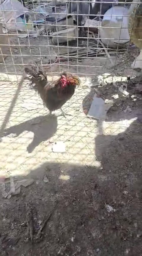 متاح ديك عرب نصاحه خير من الله السعر 10 الف مكاني هيت


**إذا كنت صاحب هذا الإعلان وتريد حذفه لأي سبب، رجاءا أرسل رسالة إلى الدعم الفني**