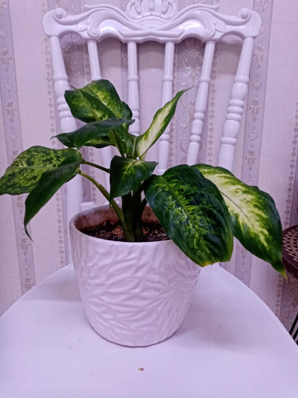 زرع طبيعي ماءي قاروره زرع بلتربه سعر حسب حجم السندانه والقاروره سندانه كيوت ب3500


**إذا كنت صاحب هذا الإعلان وتريد حذفه لأي سبب، رجاءا أرسل رسالة إلى الدعم الفني**