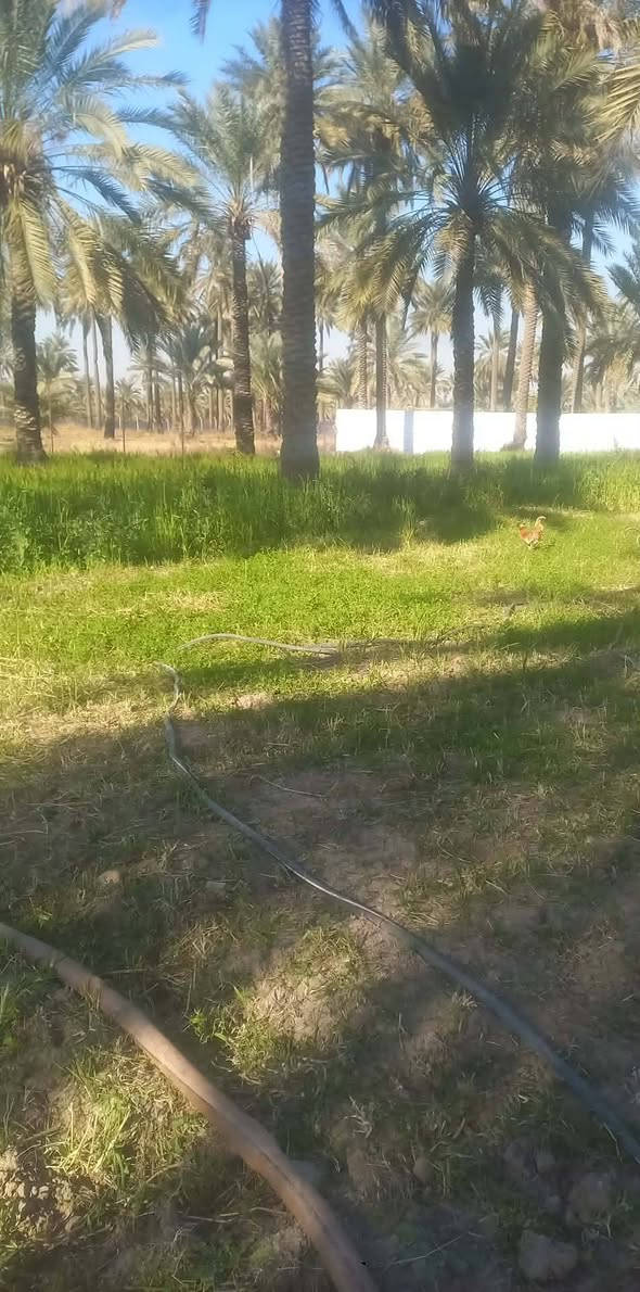 سلام عليكم (توجد) ارض للبيع (دونم ونص) في منطقة التويثه قرب سيطرة القاضي الوجه ٤٤والنزال ٨٢ متوفر كهرباء ماء أسأله مع كرفون كبير غرفة ومطبخ وصحيات وشارع خاص الها فقط ومسياجه بل كامل  ***********        ***********
