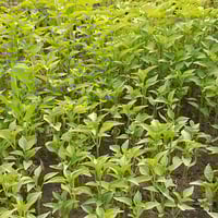 دايات فلفل حار • دايات فلفل بارد • دايات بيتنجان