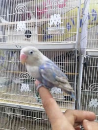 غندور أليف • حيوان أليف • ناصرية بالمدينه