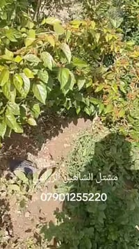 التكي الملكي الأسترالي • توت طويل • إنتاج غزير