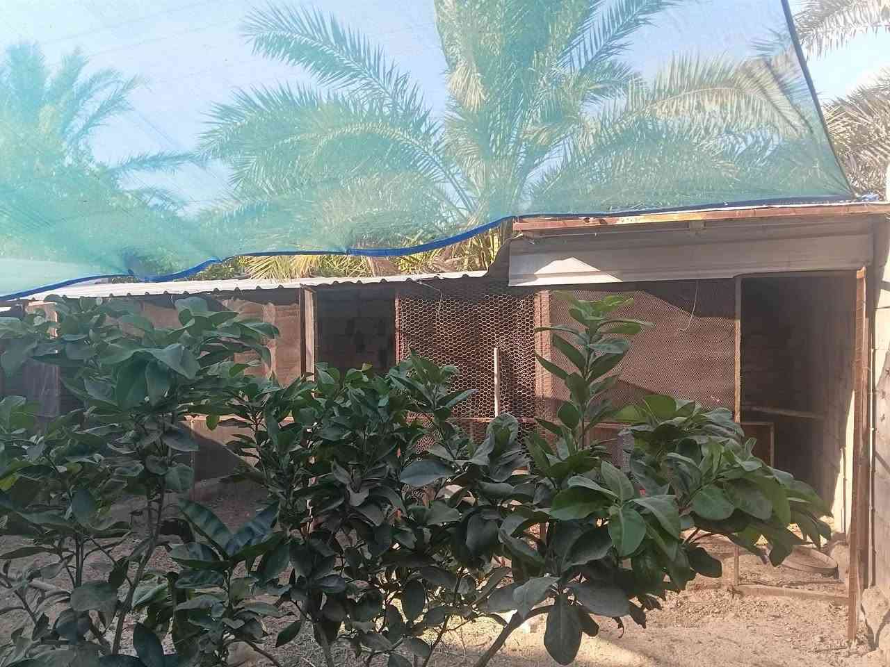 بيت سكني للبيع 📍الموقع: المصلحية – خلف مضيف الشيخ خليل النوار  
طابو سند (25).
المساحة: 1350 م
يتكون البيت من
* غرفتين.
* صالة.
* هول.
* مطبخ.
* صحيات داخلية وخارجية.
موقع هادئ ومعزول، ويضم حديقة كبيرة مزروعة بأشجار الحمضيات والتين، و أشجار النخيل، منها نخيل البرحي.
تواصل : ***********
