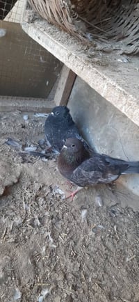 كعاكيل الفحله • باذنجانيات • تكريت عوينات