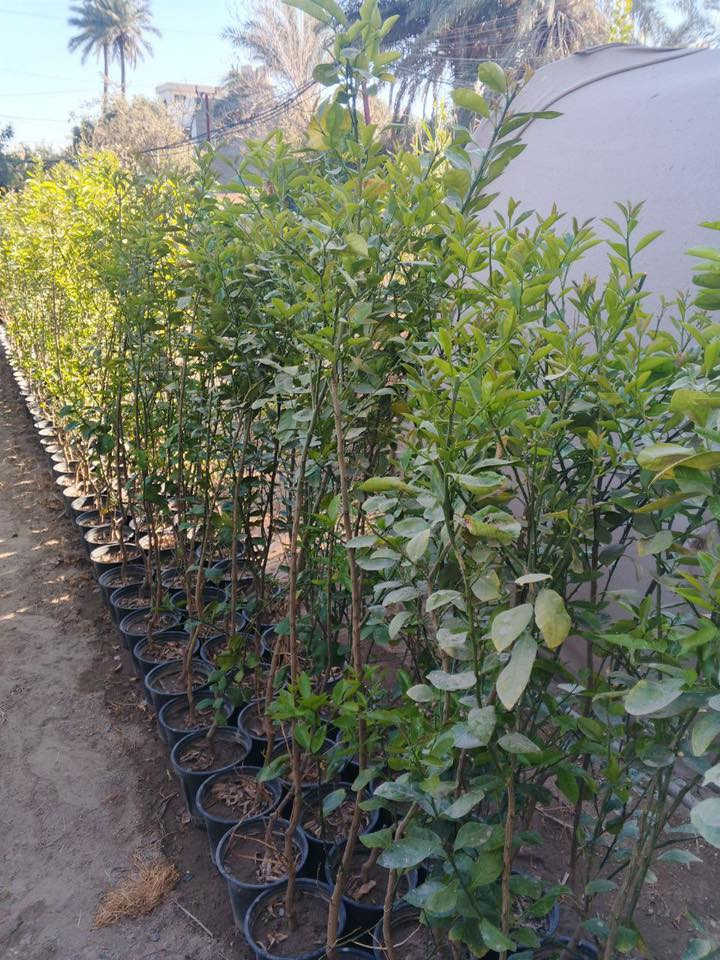 سلام عليكم  حامض وبرتقال سندان عراقي  للاستفار اتصال على الرقم*********** متواجد واتساب
