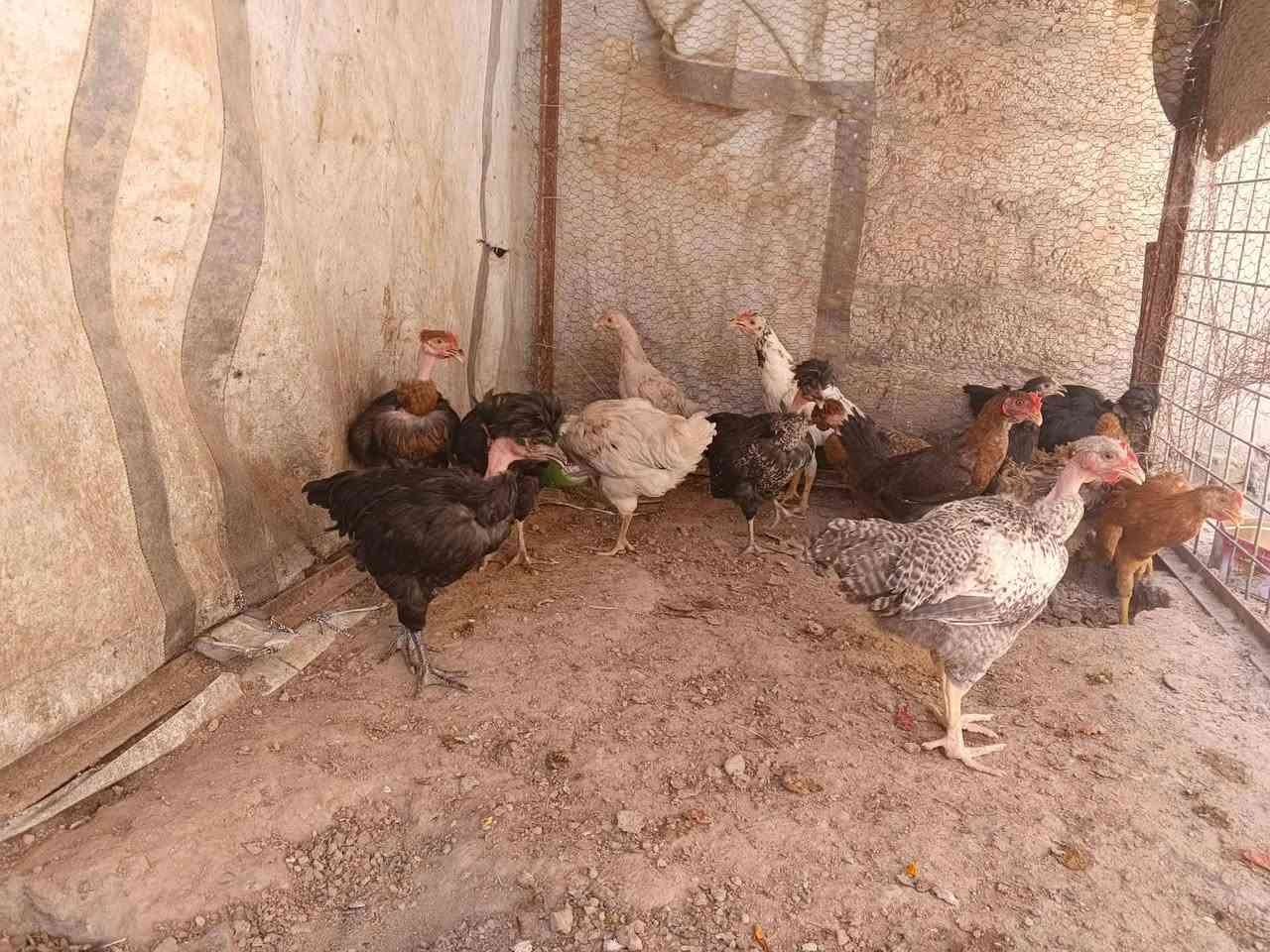 للبيع مالات السنة ديوك وفراريج اعلط +ديوك نجسي ابيع شلع ‪***********‬‏
