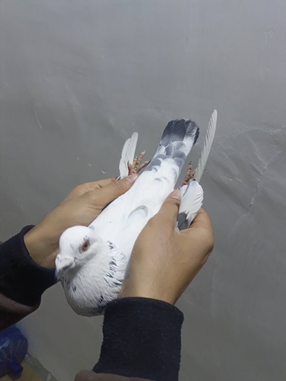 متوفر فحل زاز رابط 2023 مكان سبع قصور يوجد توصيل سعر خاص


**إذا كنت صاحب هذا الإعلان وتريد حذفه لأي سبب، رجاءا أرسل رسالة إلى الدعم الفني**