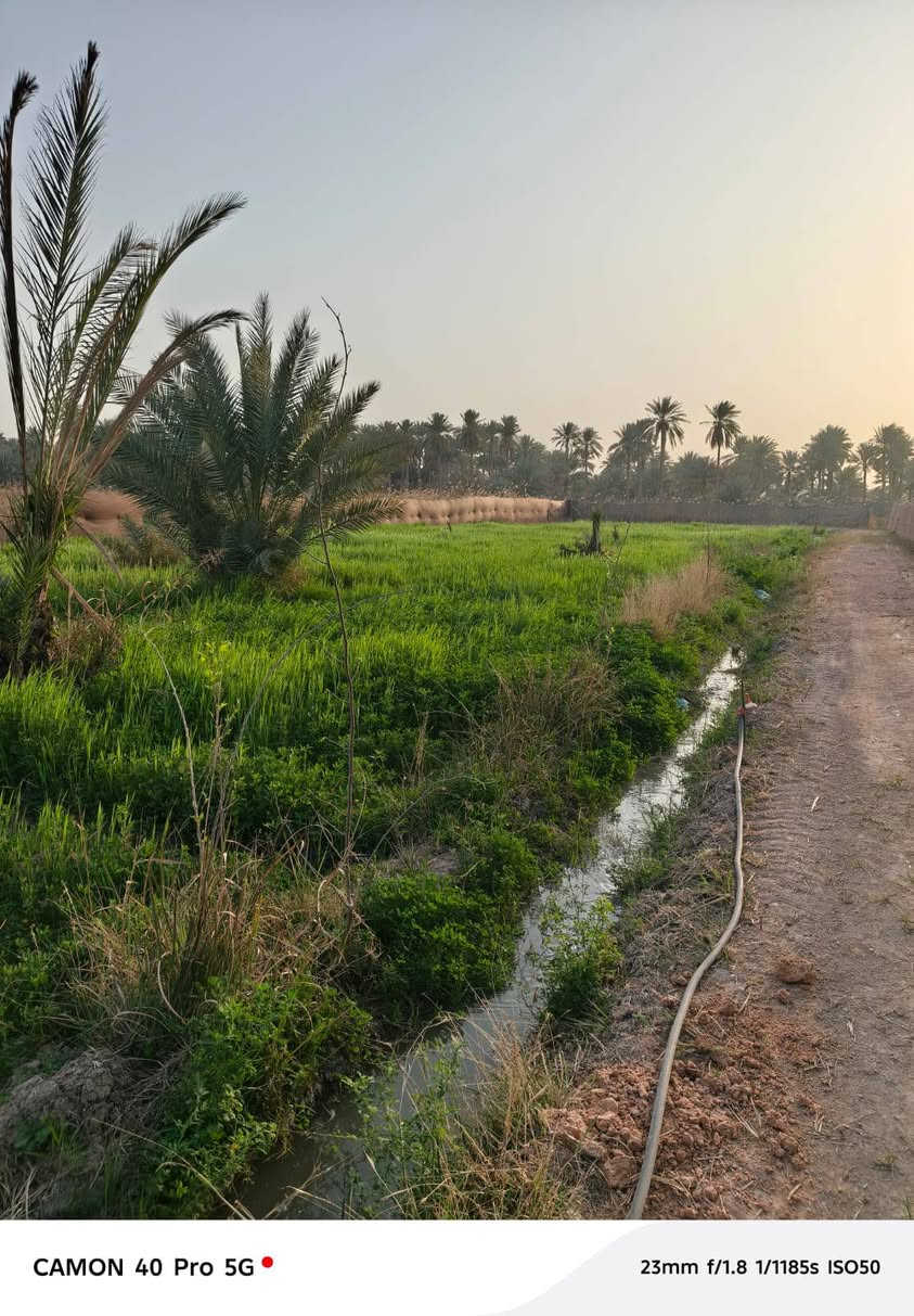 بستان للبيع – فرصة استثمارية مميزة 🪸

📍 الموقع: قريب من مركز المدينة (فقط 6 كم)
🚧 يبعد 700 متر عن الشارع الرئيسي
🛣️ واصل بتبليط فرعي

📐 المساحة: دونم كامل
💧 السقي: سيح (ماء متوفر) بالاضافة الى خدمات ماء كهرباء
📄 السند: طابو اعتراف مباشر

✅ يحتوي على عده اشجار مع اربعين تاله (نخل ) 
✅ موقع هادئ ومناسب للاستثمار أو الاسكن اوالاستجمام
✅ الشارع المقابل قصر مصطفى خان. 

 السعر: (300) وقابل للتفاوض للجادين

📞 للاستفسار: (***********)
