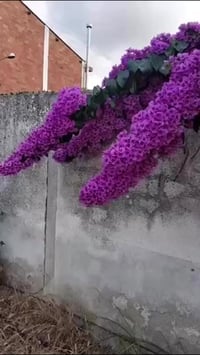 جهنمي • نادر • ديكور