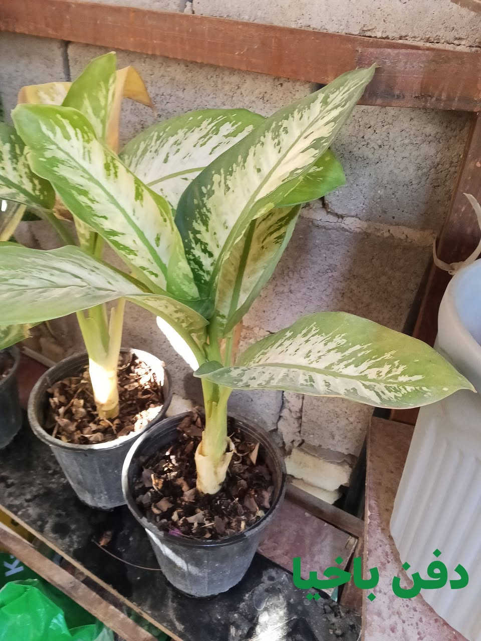 يا الله


**إذا كنت صاحب هذا الإعلان وتريد حذفه لأي سبب، رجاءا أرسل رسالة إلى الدعم الفني**