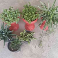 نباتات • شلع • أحجام كبار