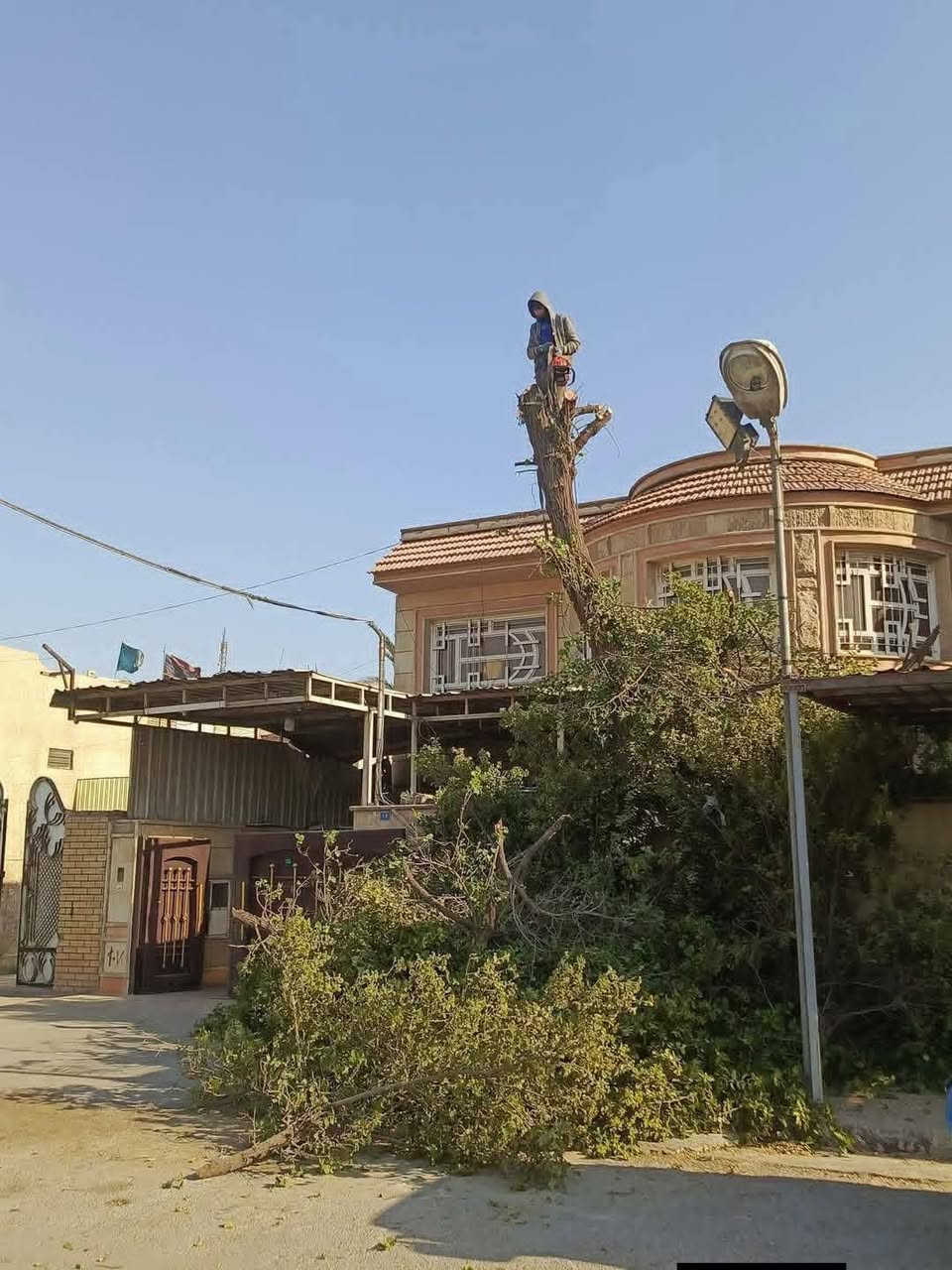معقولة طوريج مابيه أشجار اشتري جميع الاشجار اي شجرة عندك بستان نشتري
‏‪***********‬‏
