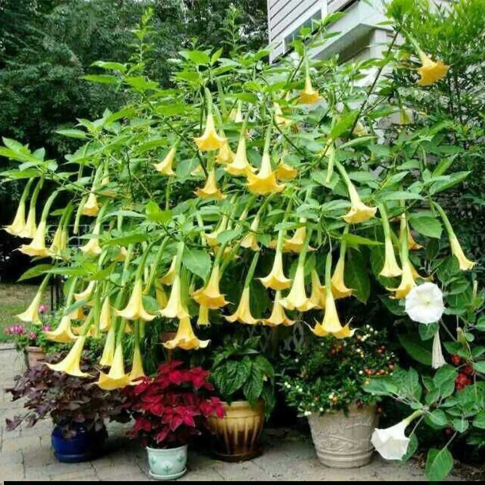 السلام عليكم متابعينا 🤍.
نعلن عن توفر شتلات اشجار بوق الملائكة او شجيرة الكولونيا🌼🌼🌳

 أرتفاع متر تقريباً ✨
 السعر ١٣ الف 🔥

🍂الوصف النباتي بالاسفل 🍂

بوق الملائكه:Angel,s Trumpet
يضم جنس البروجمانسيا ٧ أنواع ما بين أشجار و شجيرات ،تتسم بجمال و روعة ازهارها التي تتخذ شكلا قمعيا يشبه البوق ليس هذا فحسب فأريجها الفواح يزيد جمالا وخاصة في فترة المساء مما أكسبها اسم أبواق الملائكه
تمتلك تلك الازهار البهيه طيف من ألا لوان الزاهيه من الابيض .الوردي.الاحمر.الاصفر .البرتقالي ويصل طوال الزهرة
من 10- 35سم  قد تكون مفرده ..أو مزدوجه..
غالبنا ما تزرع كنبات زينة نظرة لجمالها ورائحتها العطره
وفي الطب الحديث أثبتت  الابحاث أحتوئها على مجموعه من القلويدات واستخدماته في العديد من الثقافات الامركيه كنبات طبي
الزراعة 
يزرع بسهوله في تربه رطبه جيدة الصرف خصبه في أماكن مشمسه الى نصف ظليه ...حساسه للصقيع ..
تزهر ببداية الربيع  وحتي الخريف 🍂🍂
📍 العنوان: بابل/محاويل.
📍 متوفر توصيل لجميع محافظات العراق 🚗🚗 
📍 للحجز والاستفسار يرجى مراسله الصفحه او مراسلتنا على واتساب من خلال الرقم:
***********
