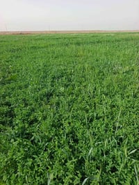 برسيم • ٢٨دونم • واسط الحرار